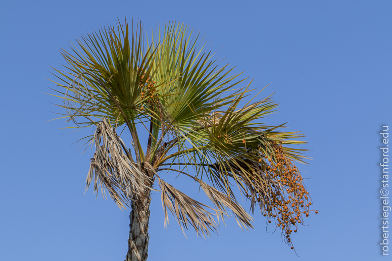 sabal palm